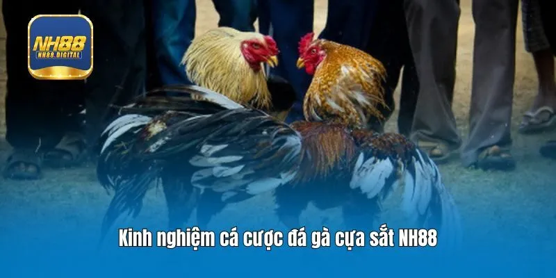 Kinh nghiệm cá cược đá gà cựa sắt NH88