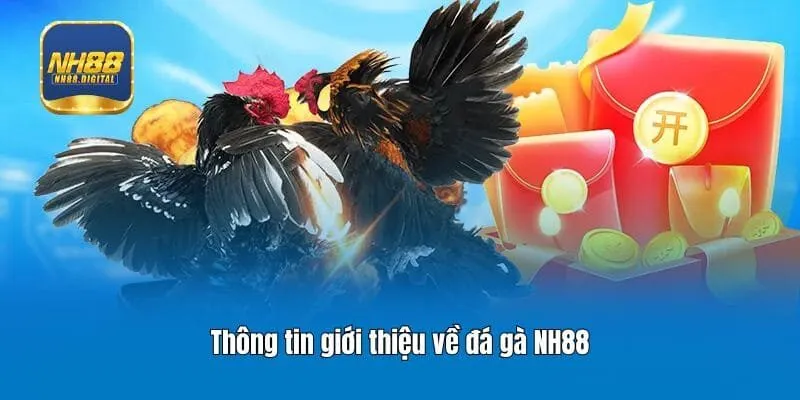 Thông tin giới thiệu về đá gà NH88