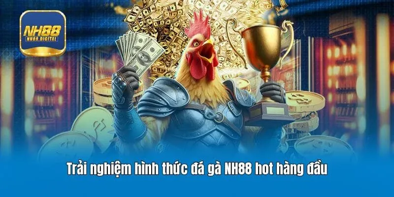 Trải nghiệm hình thức đá gà NH88 hot hàng đầu
